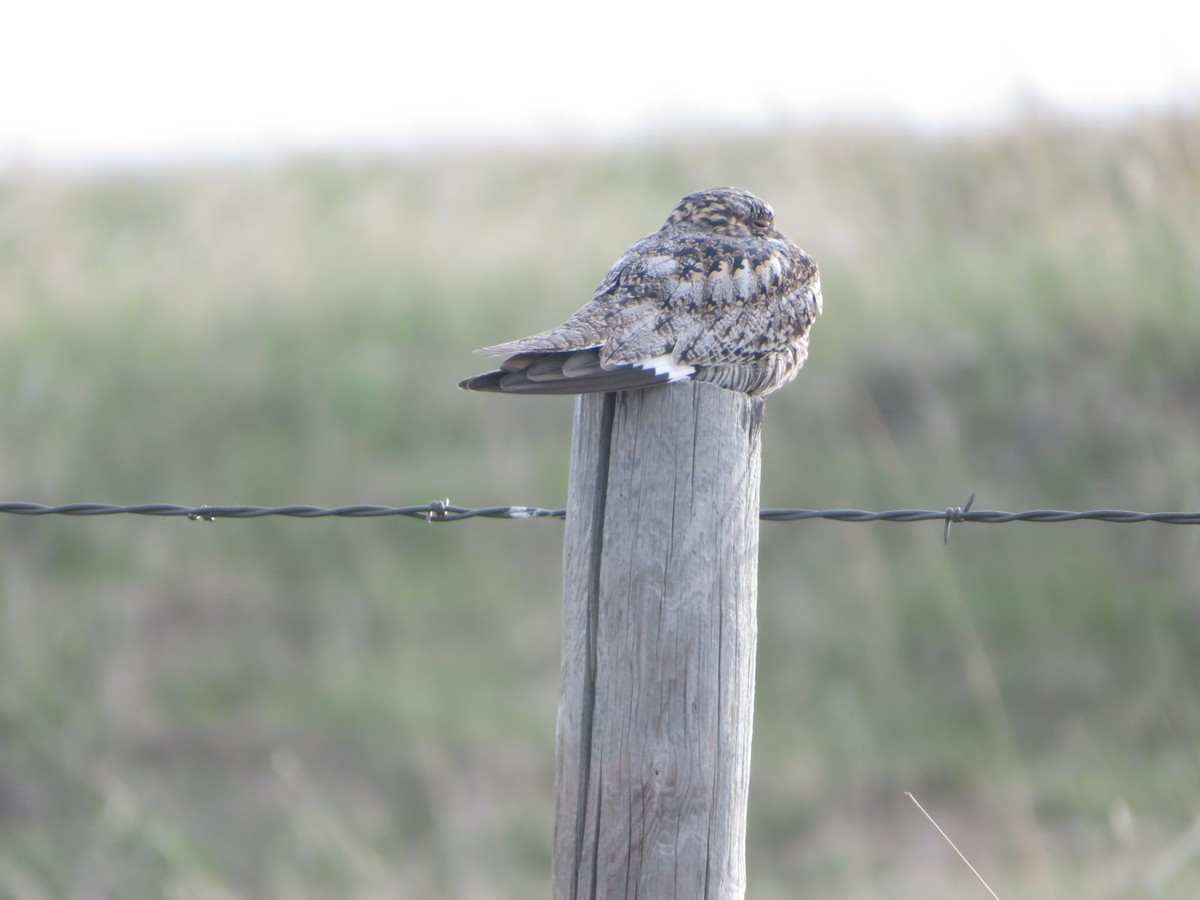 Common Nighthawk - ML619790675