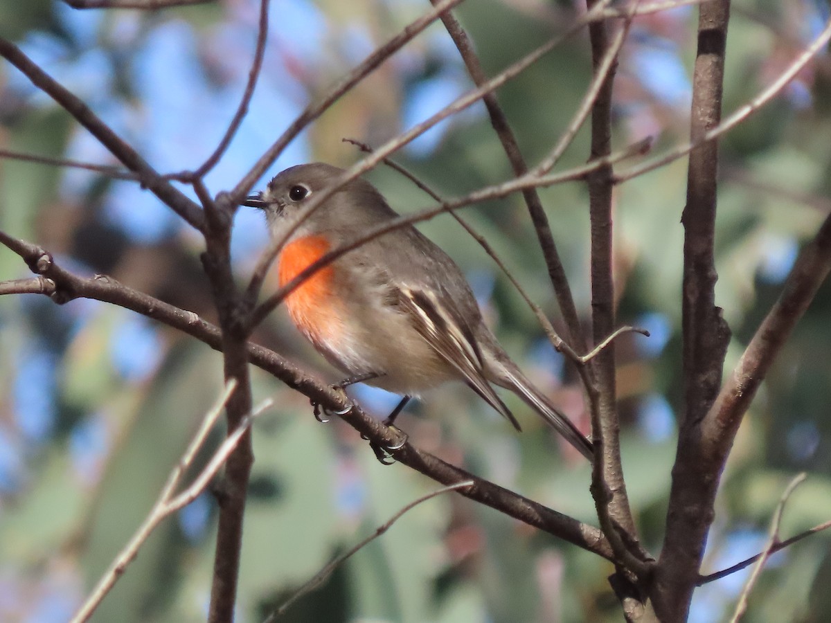 Scarlet Robin - ML619790684