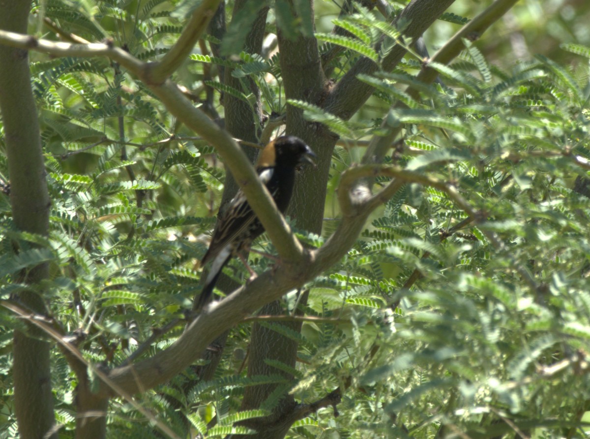 Bobolink - ML619790685