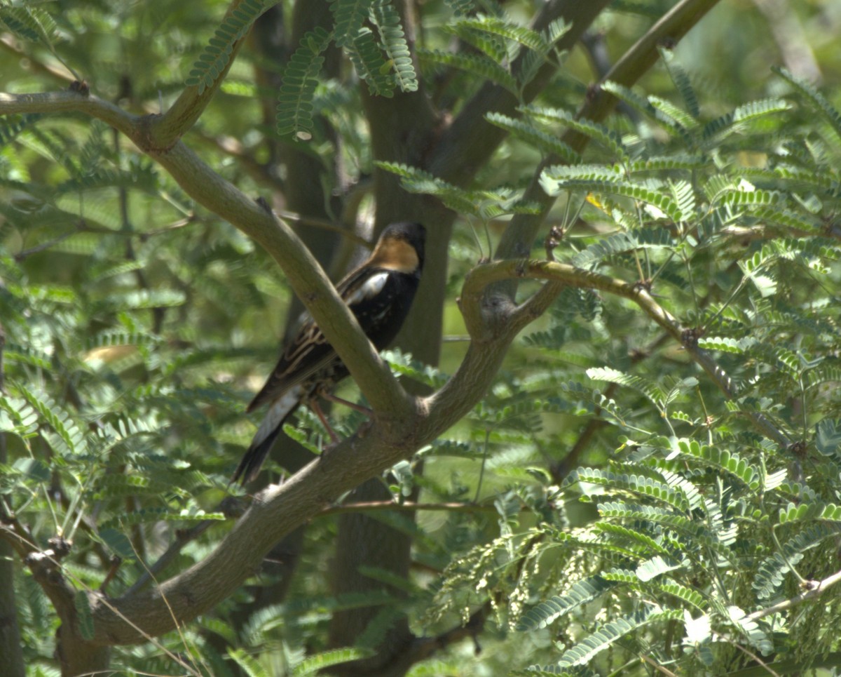 Bobolink - ML619790686