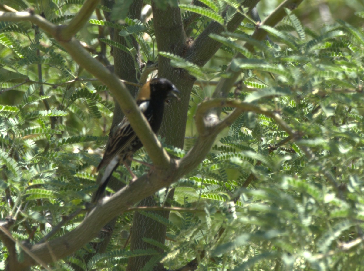 Bobolink - ML619790692