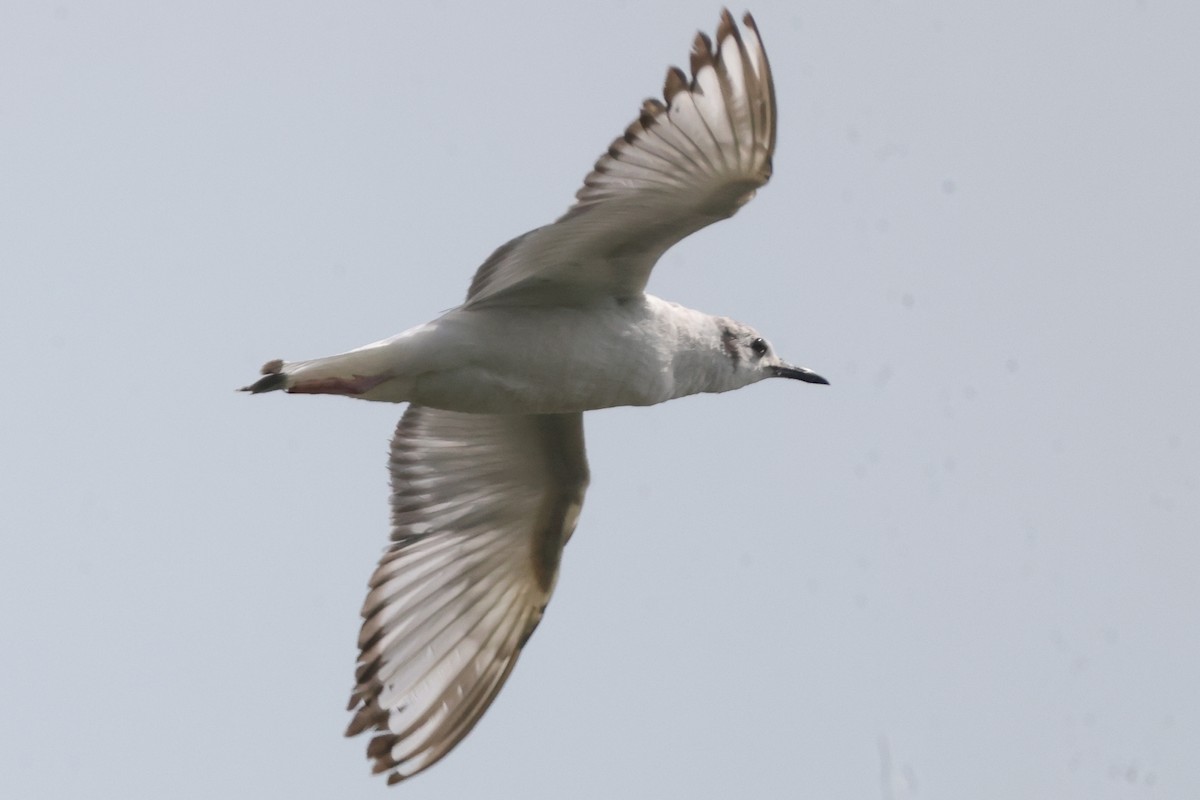 Bonaparte's Gull - ML619790711