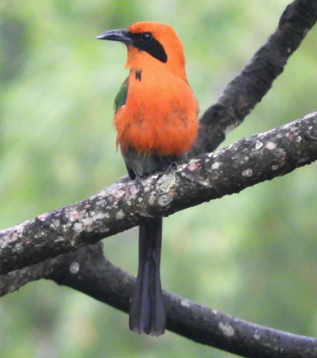 Rufous Motmot - ML619790712