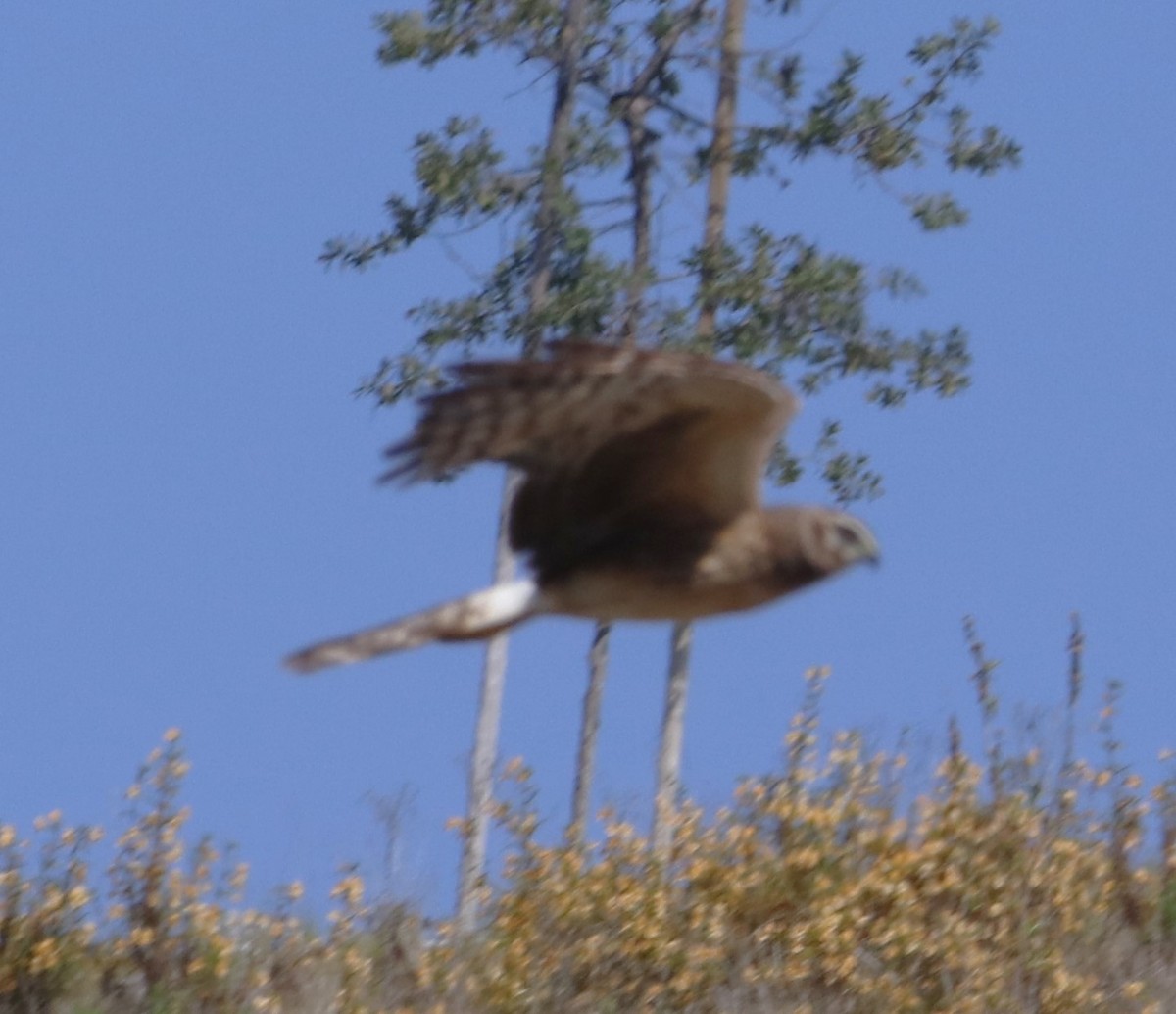 Northern Harrier - Barry Spolter