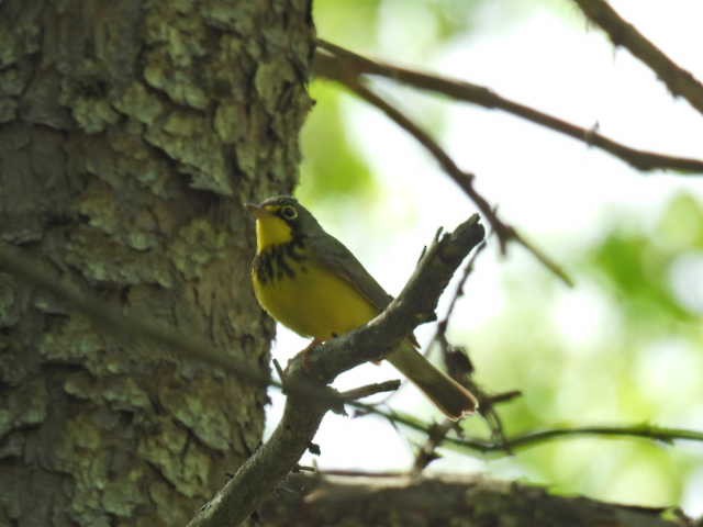 Canada Warbler - ML619790782