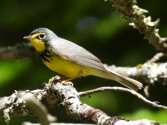 Canada Warbler - ML619790783