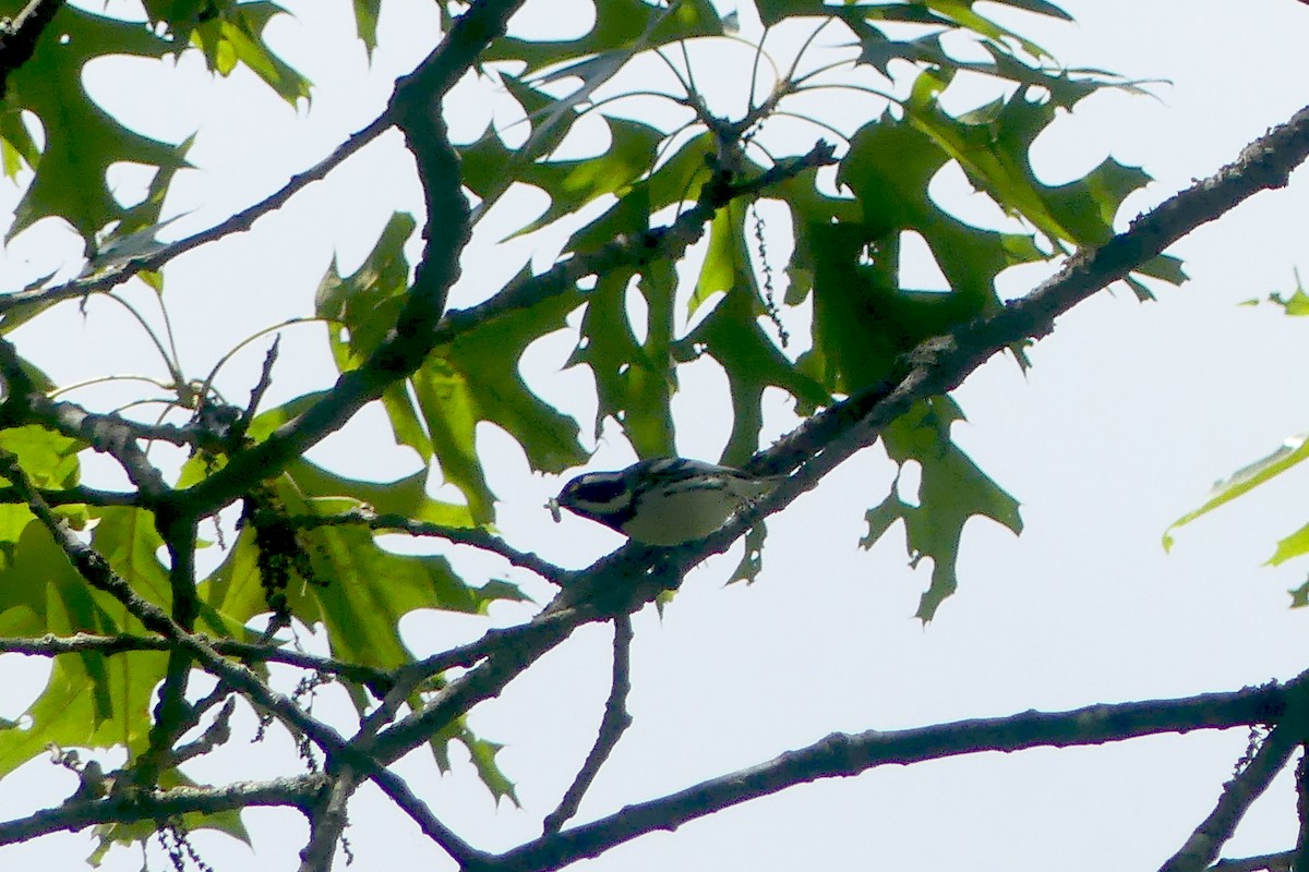 Black-throated Gray Warbler - ML619790824