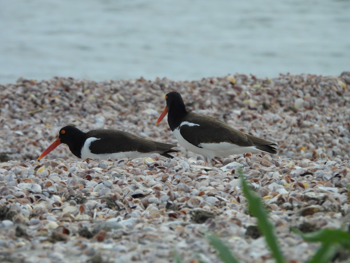 American Oystercatcher - ML619790831