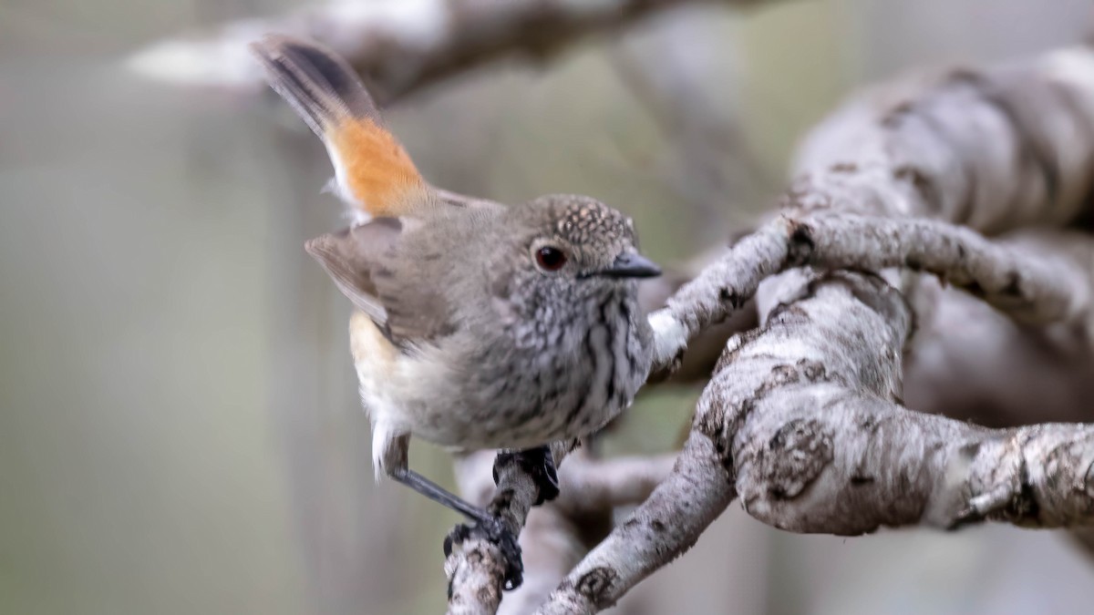 Inland Thornbill - ML619790845