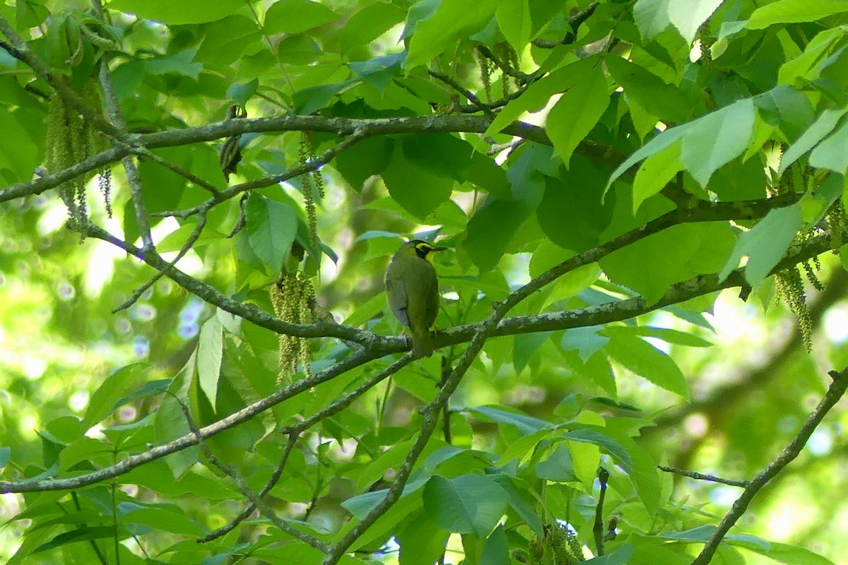 Kentucky Warbler - ML619790850