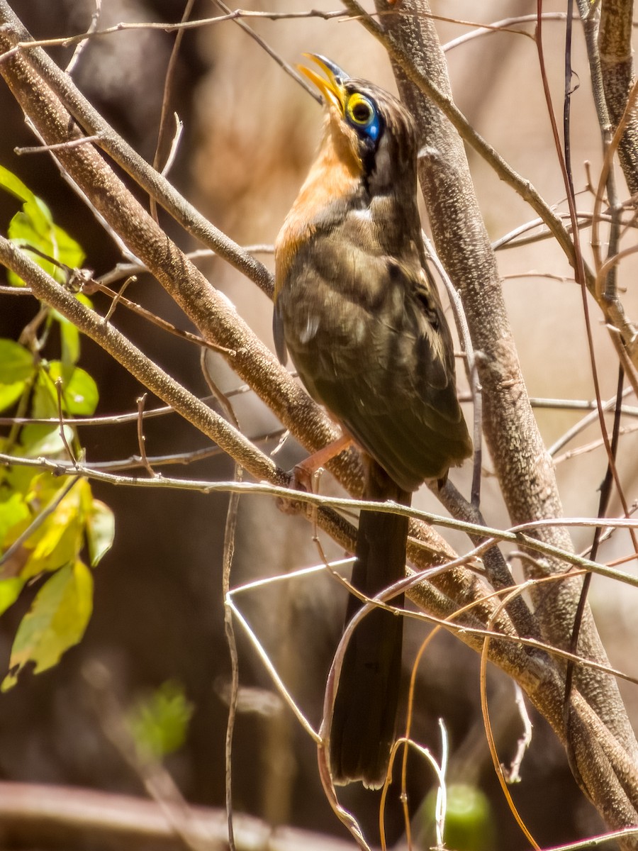 Lesser Ground-Cuckoo - ML619790859