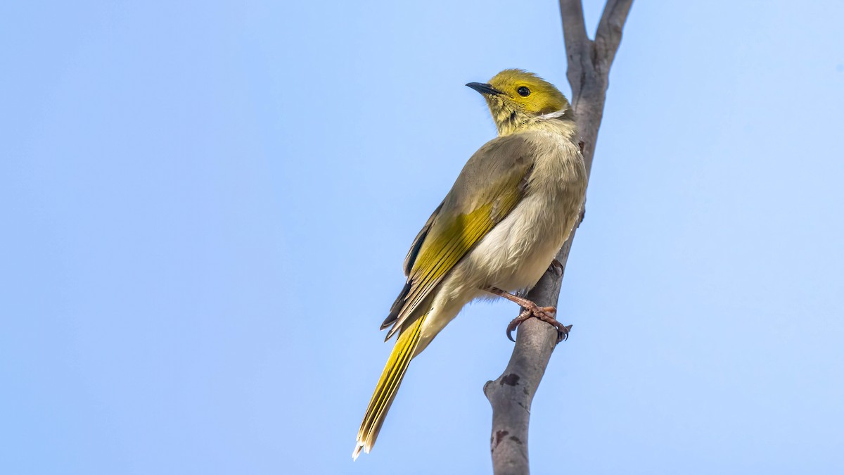 White-plumed Honeyeater - ML619790866