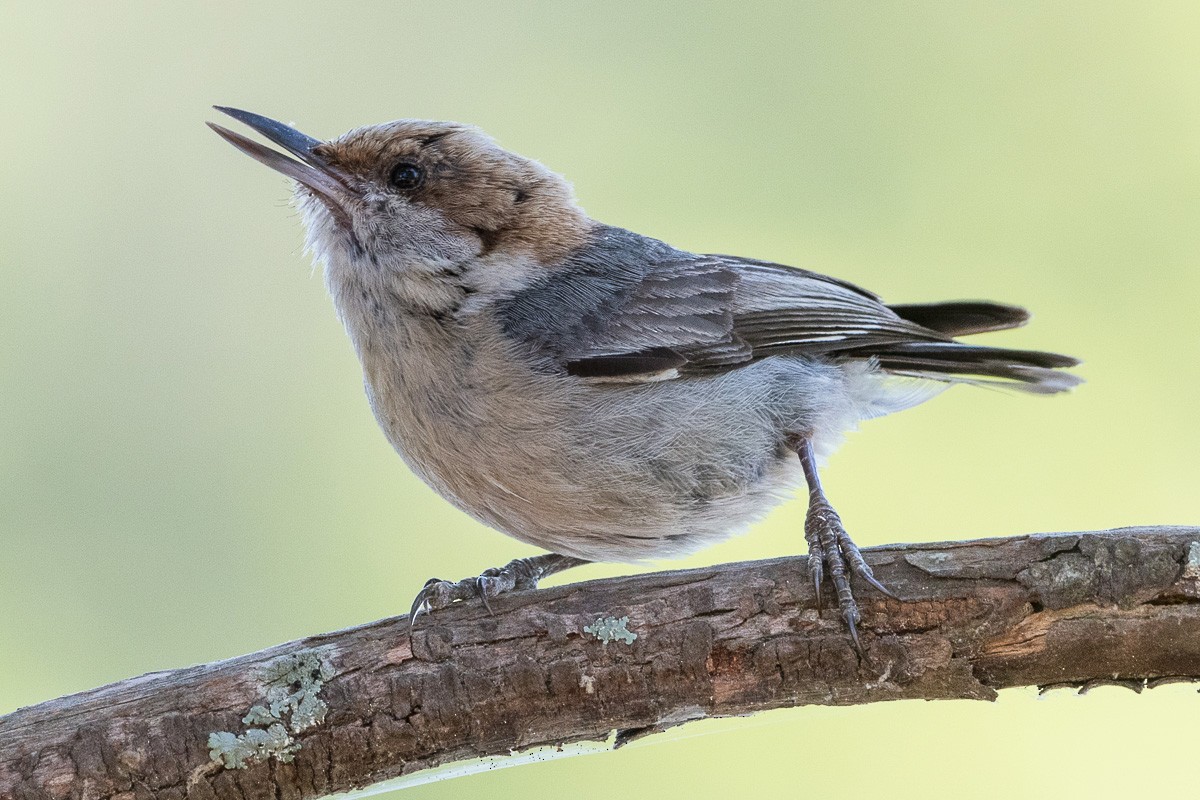 Brown-headed Nuthatch - ML619790867