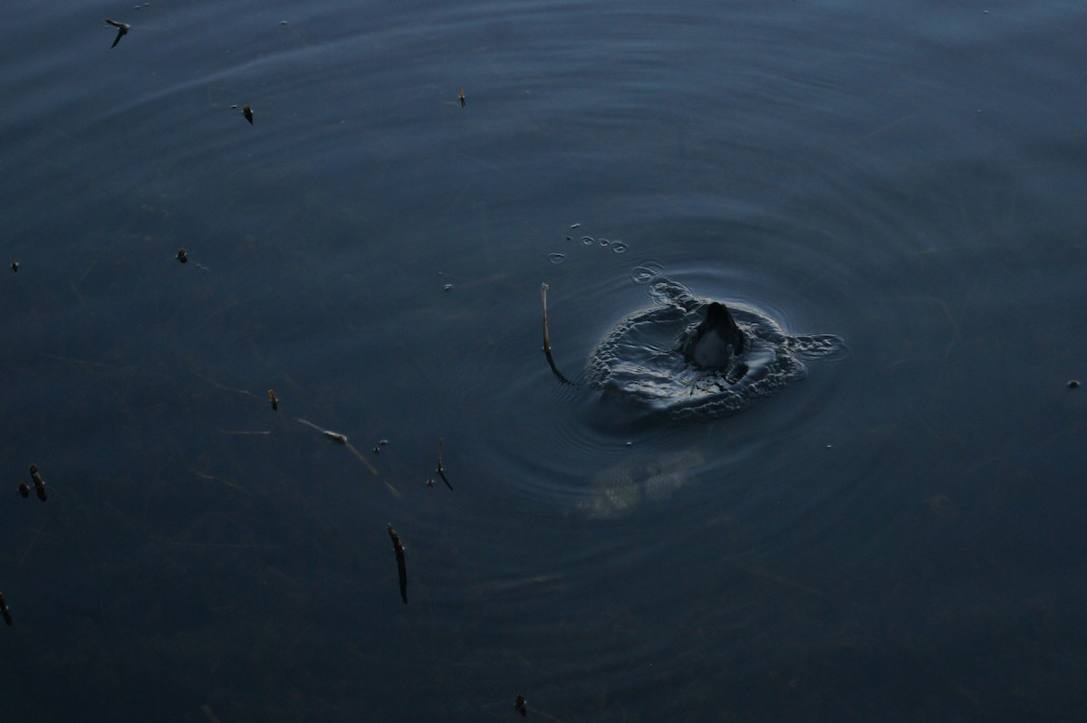 Eurasian Coot - ML619790889