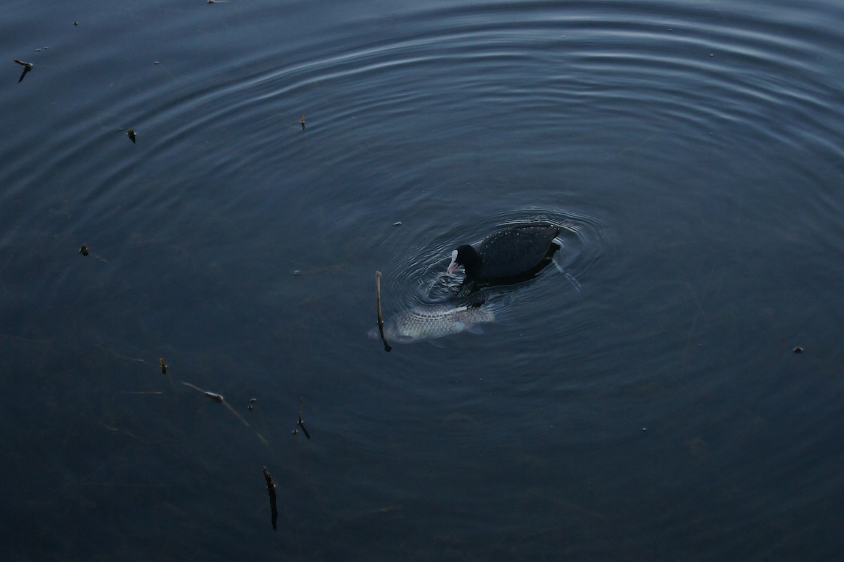 Eurasian Coot - ML619790891