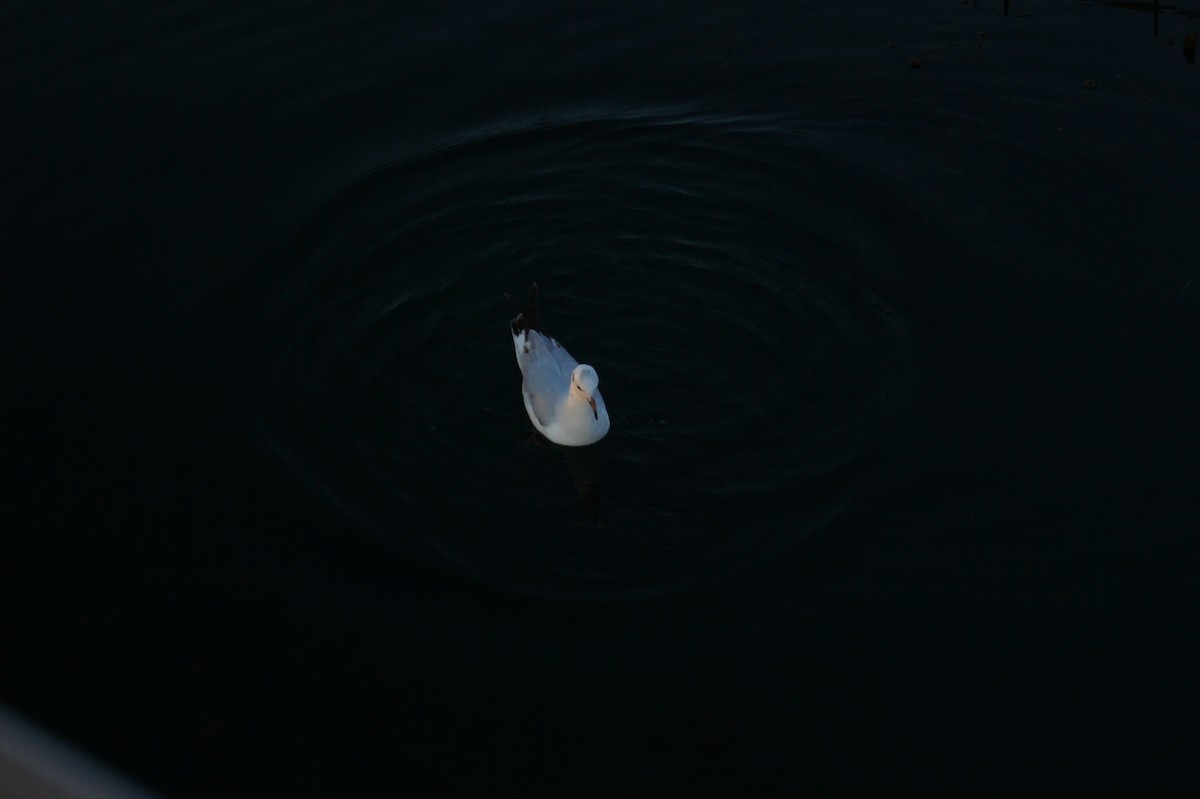 Black-headed Gull - ML619790897