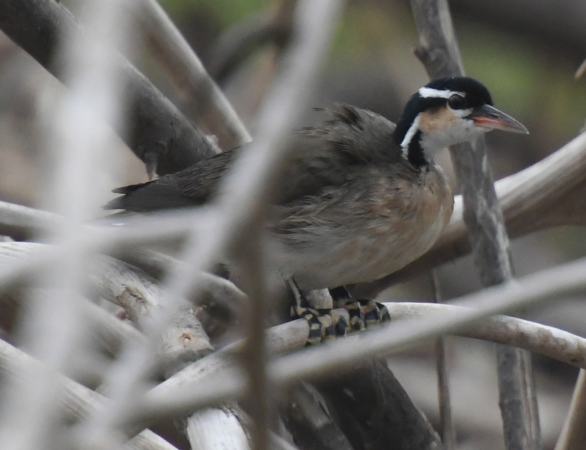 Sungrebe - ML619790917