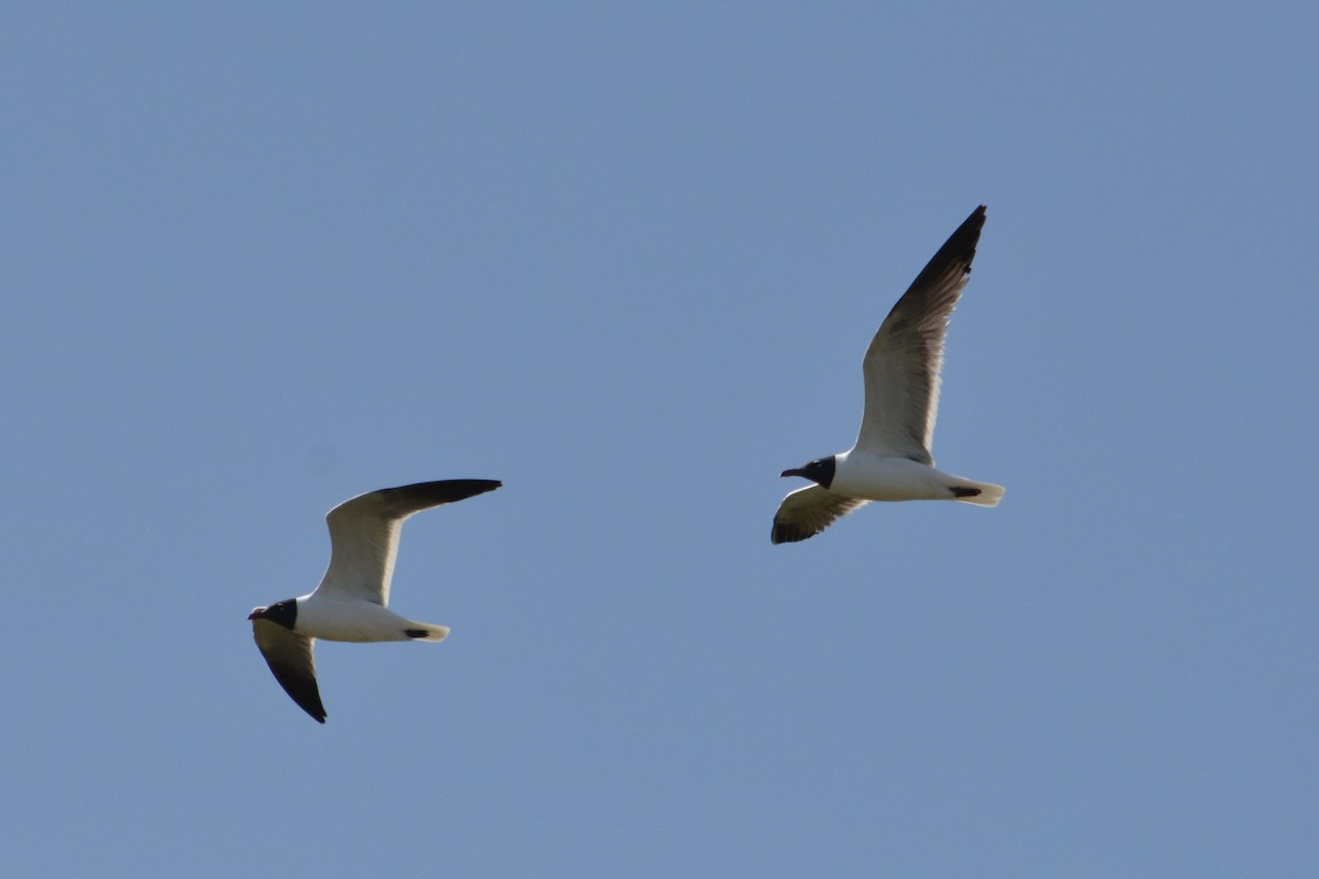 Laughing Gull - ML619790939