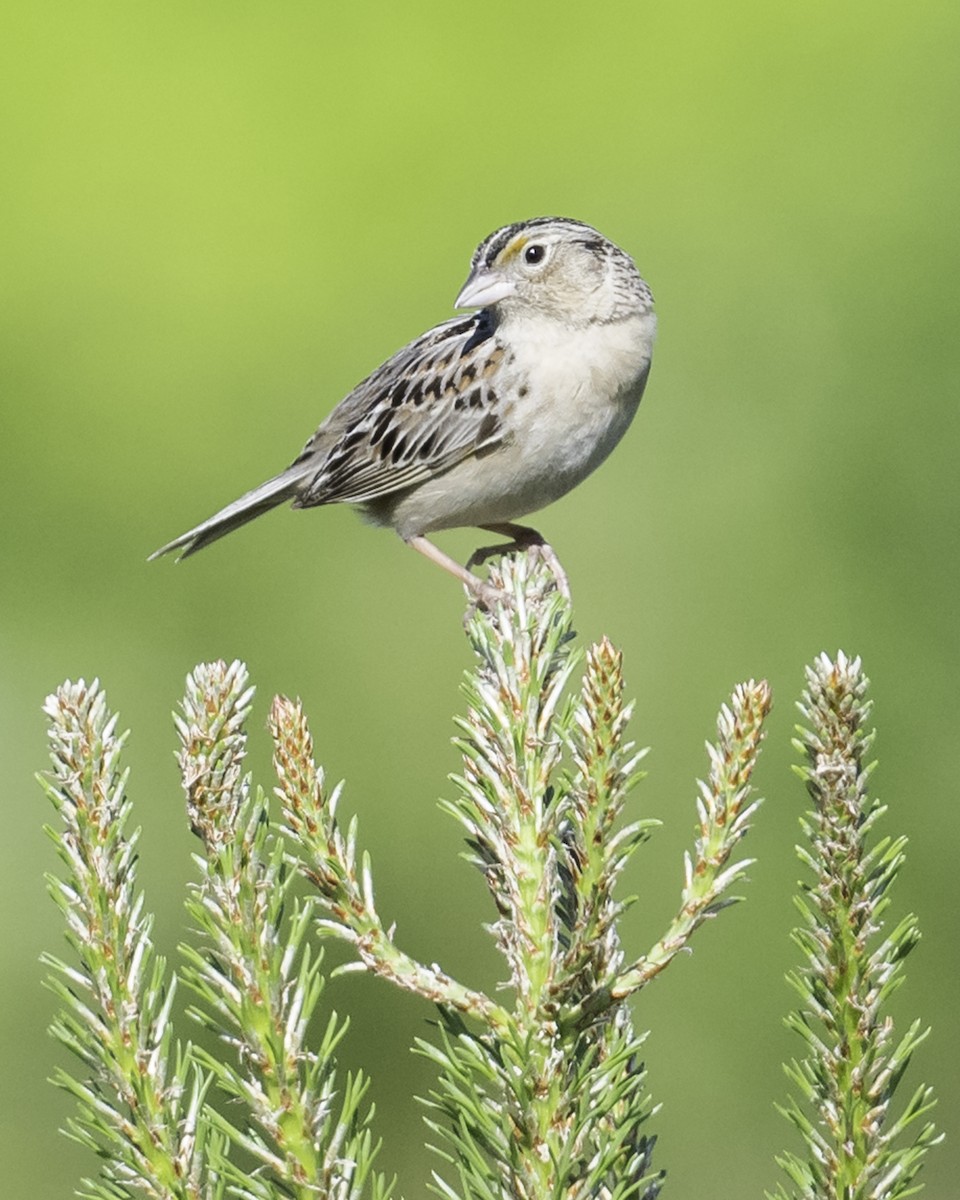 Grasshopper Sparrow - ML619790946