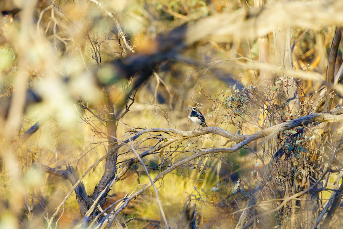 Chestnut Quail-thrush - ML619790952