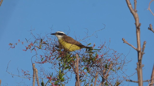 Great Kiskadee - ML619790955