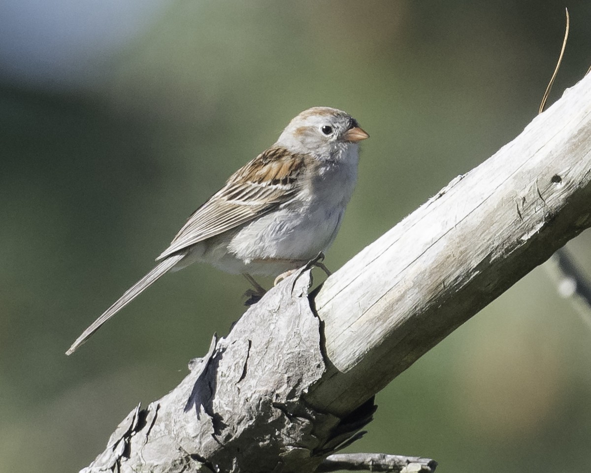 Field Sparrow - ML619790957