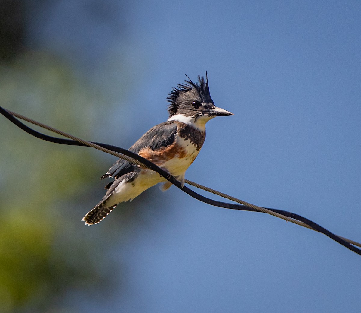 Belted Kingfisher - bj worth