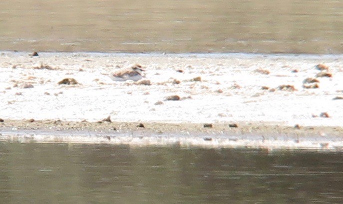 Snowy Plover - ML619790981