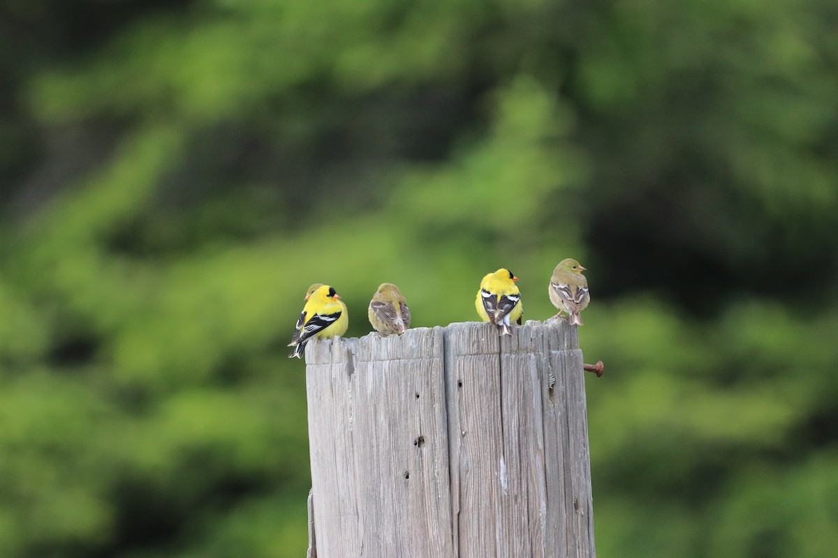 American Goldfinch - ML619790983