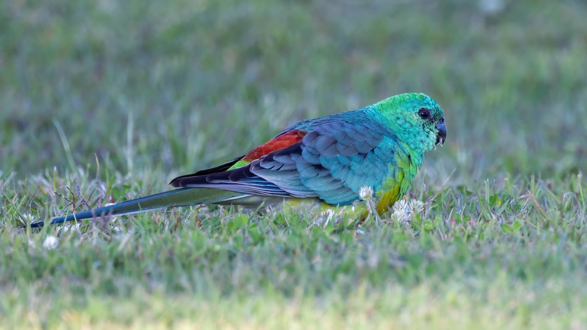 Red-rumped Parrot - ML619790988