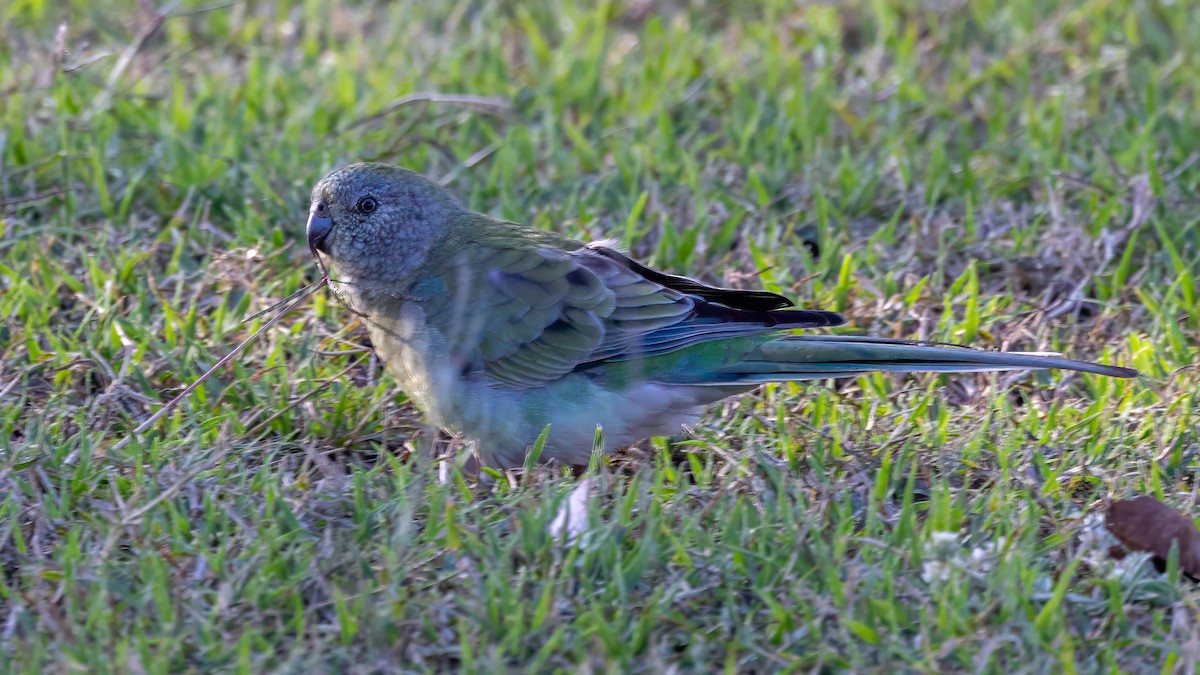 Red-rumped Parrot - ML619790989