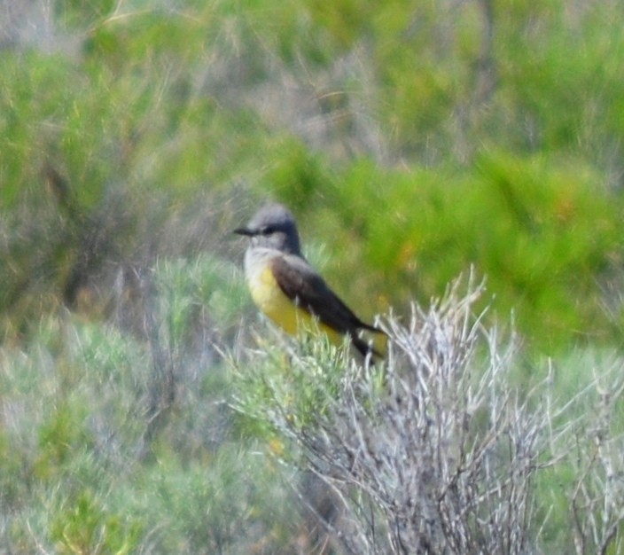 Western Kingbird - ML619790992