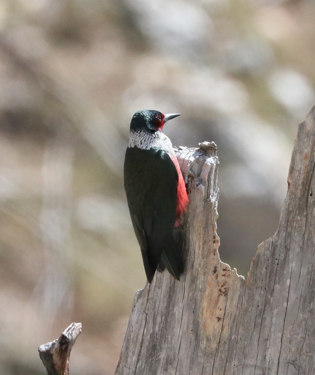 Lewis's Woodpecker - ML619791002