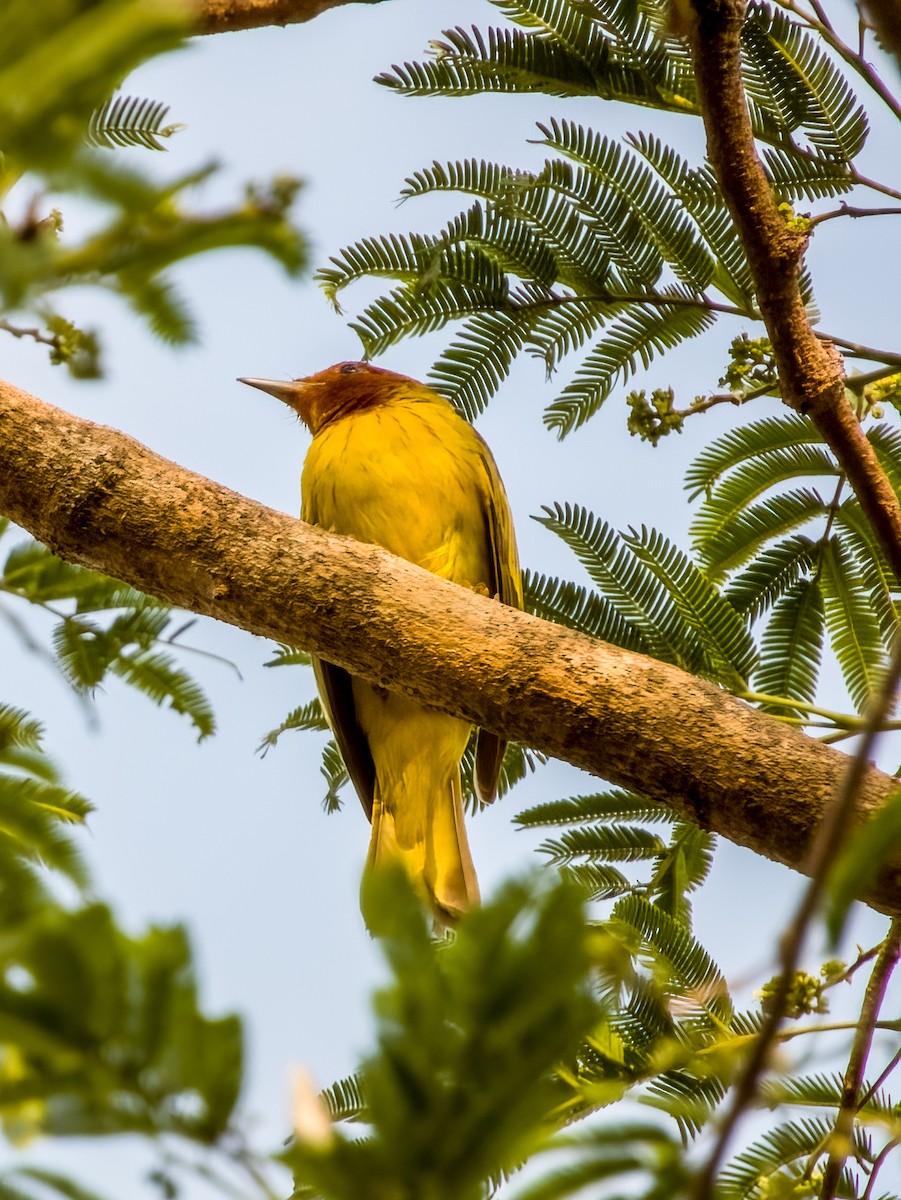 Yellow Warbler (Mangrove) - ML619791008