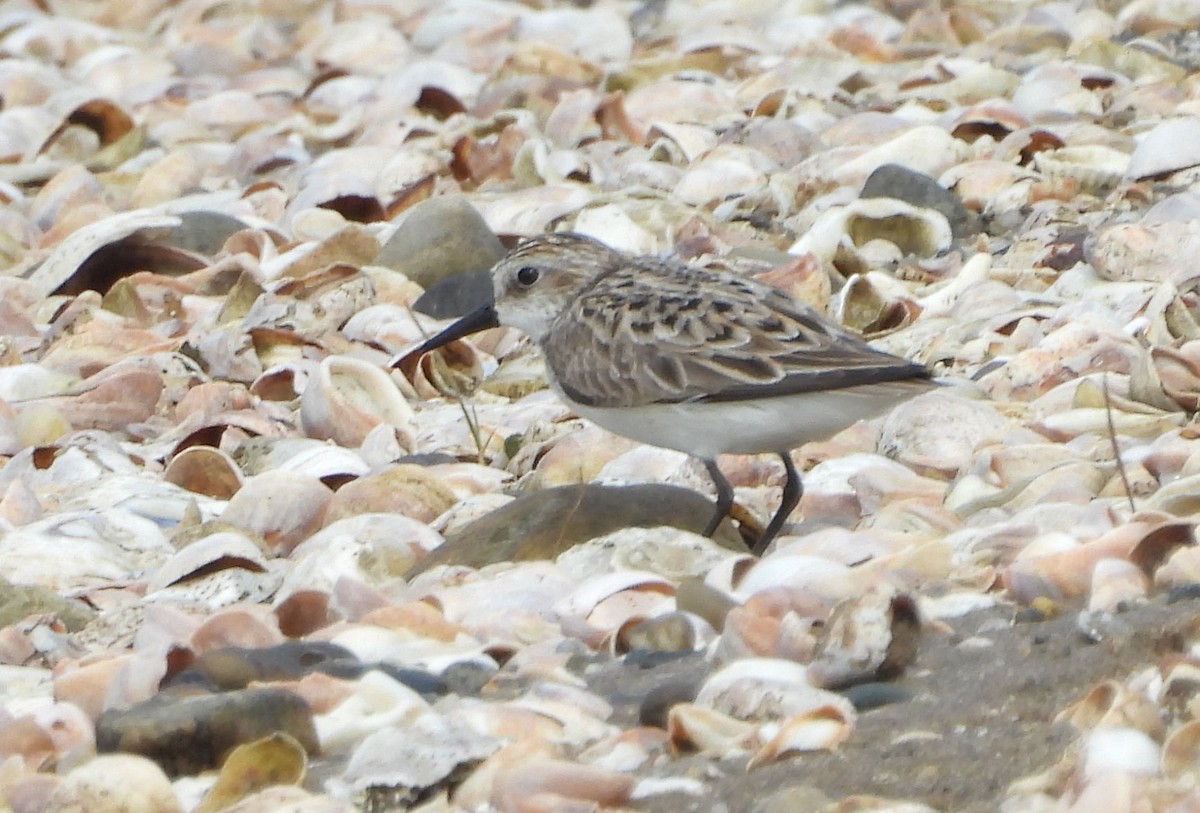 Semipalmated Sandpiper - ML619791009