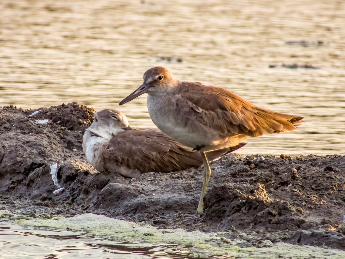 Willet - ML619791076