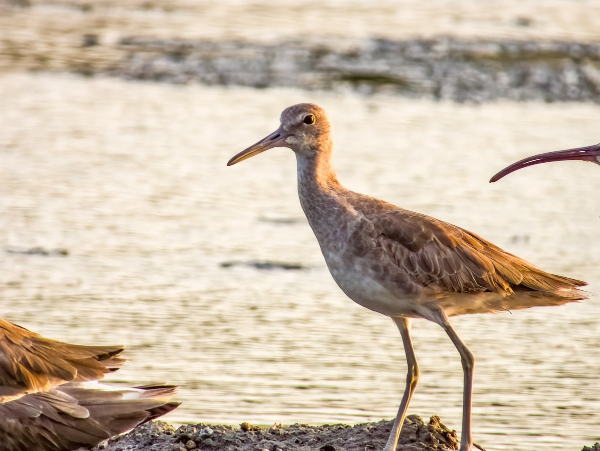 Willet - ML619791077