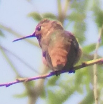Rufous/Allen's Hummingbird - ML619791078