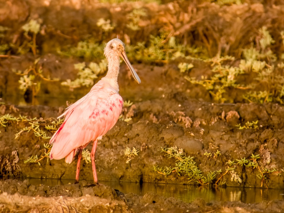 Roseate Spoonbill - ML619791079