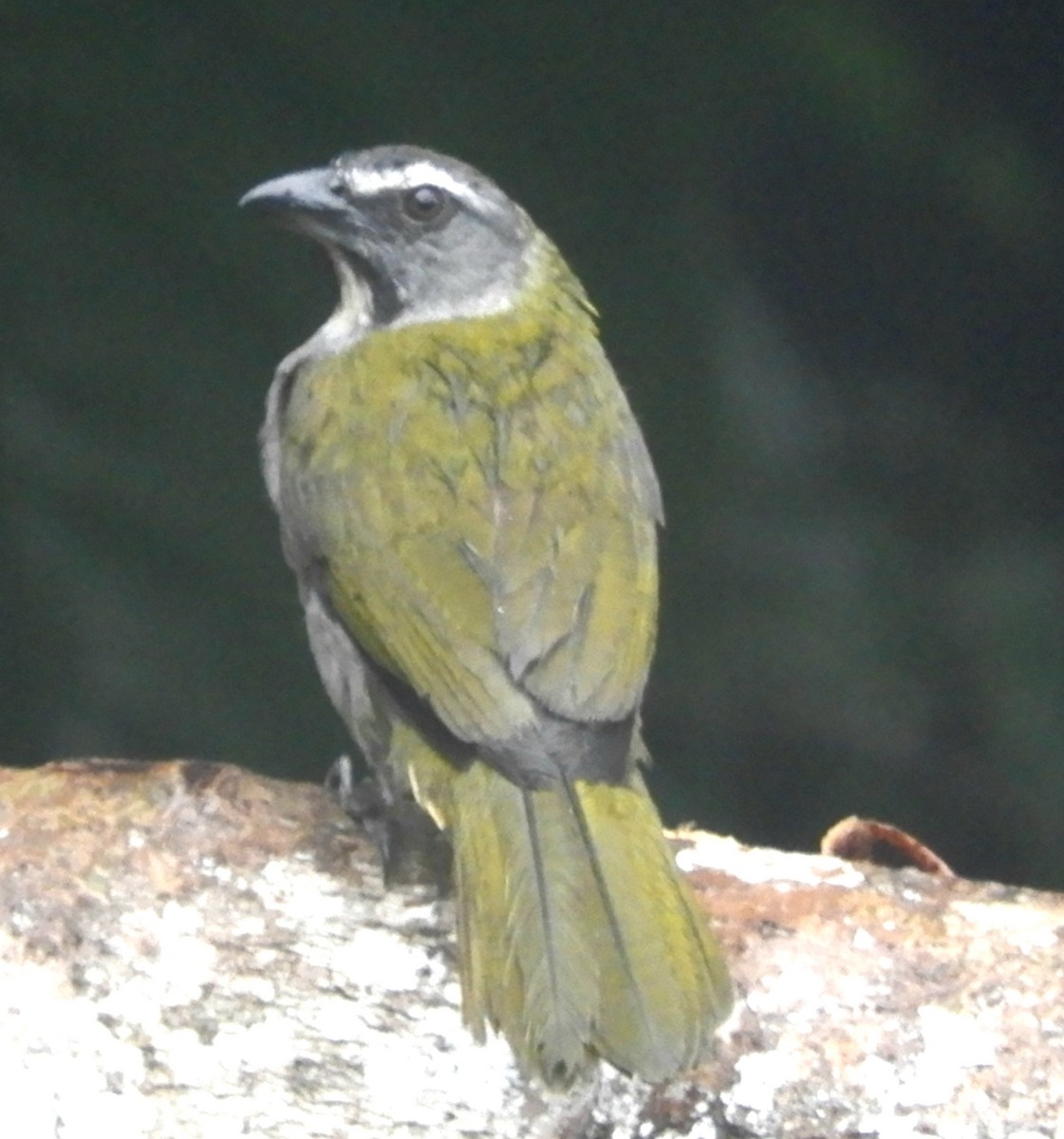 Buff-throated Saltator - ML619791081