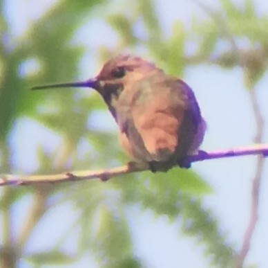 Rufous/Allen's Hummingbird - ML619791082