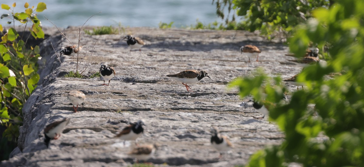 Ruddy Turnstone - ML619791095