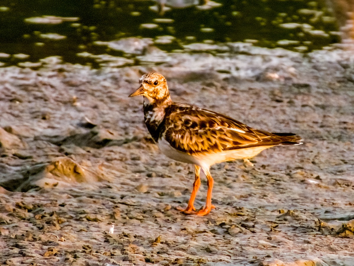 Ruddy Turnstone - ML619791097