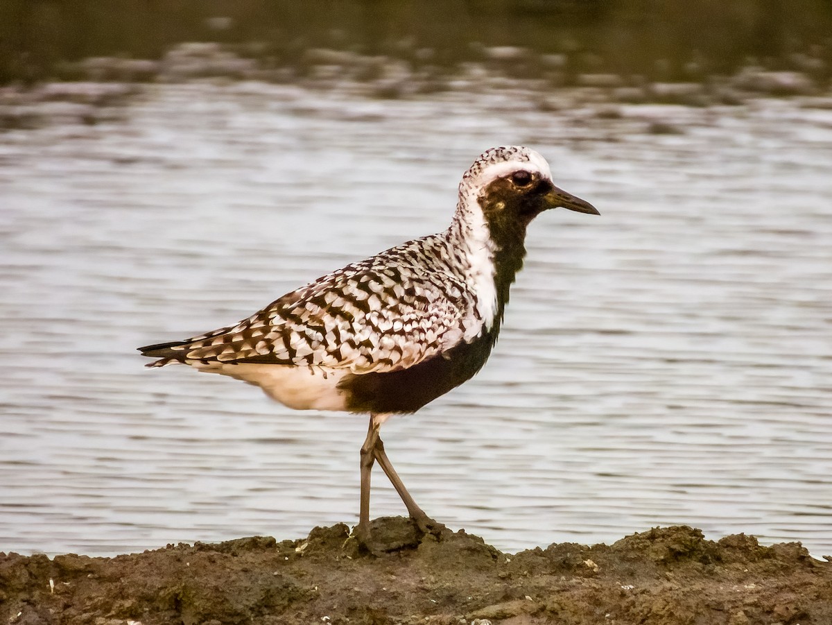 Black-bellied Plover - ML619791102