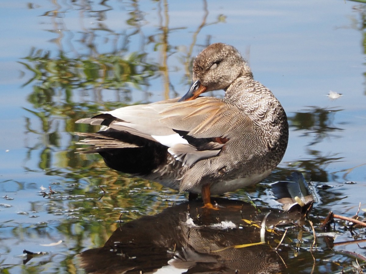 Gadwall - ML619791106