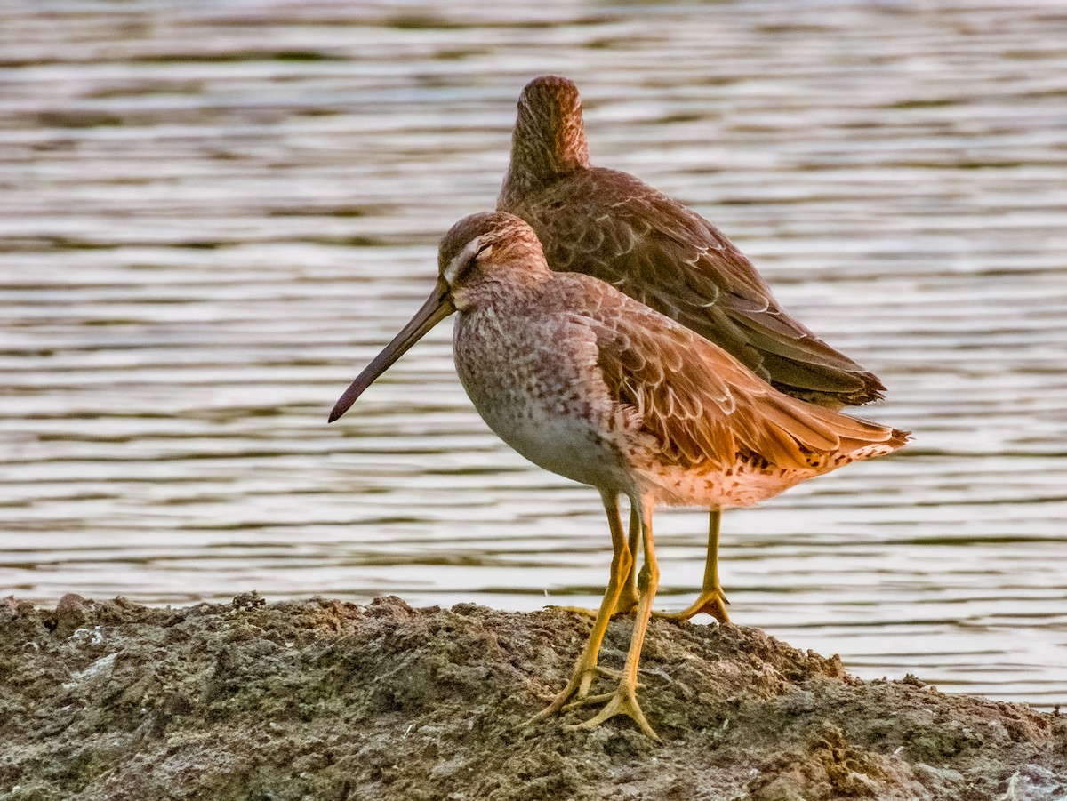 Short-billed Dowitcher - ML619791107