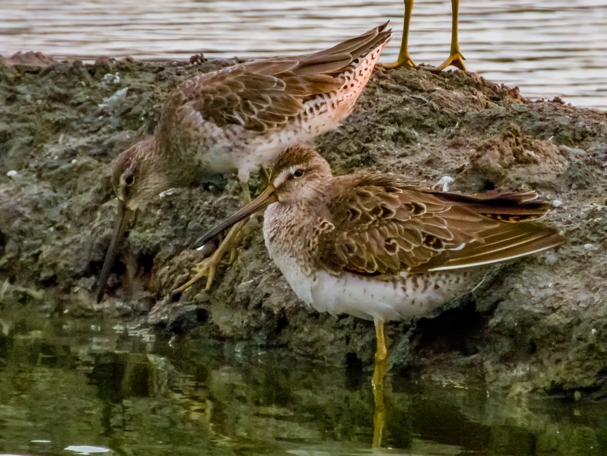 Short-billed Dowitcher - ML619791109