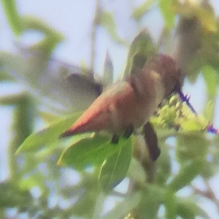 Rufous/Allen's Hummingbird - ML619791120