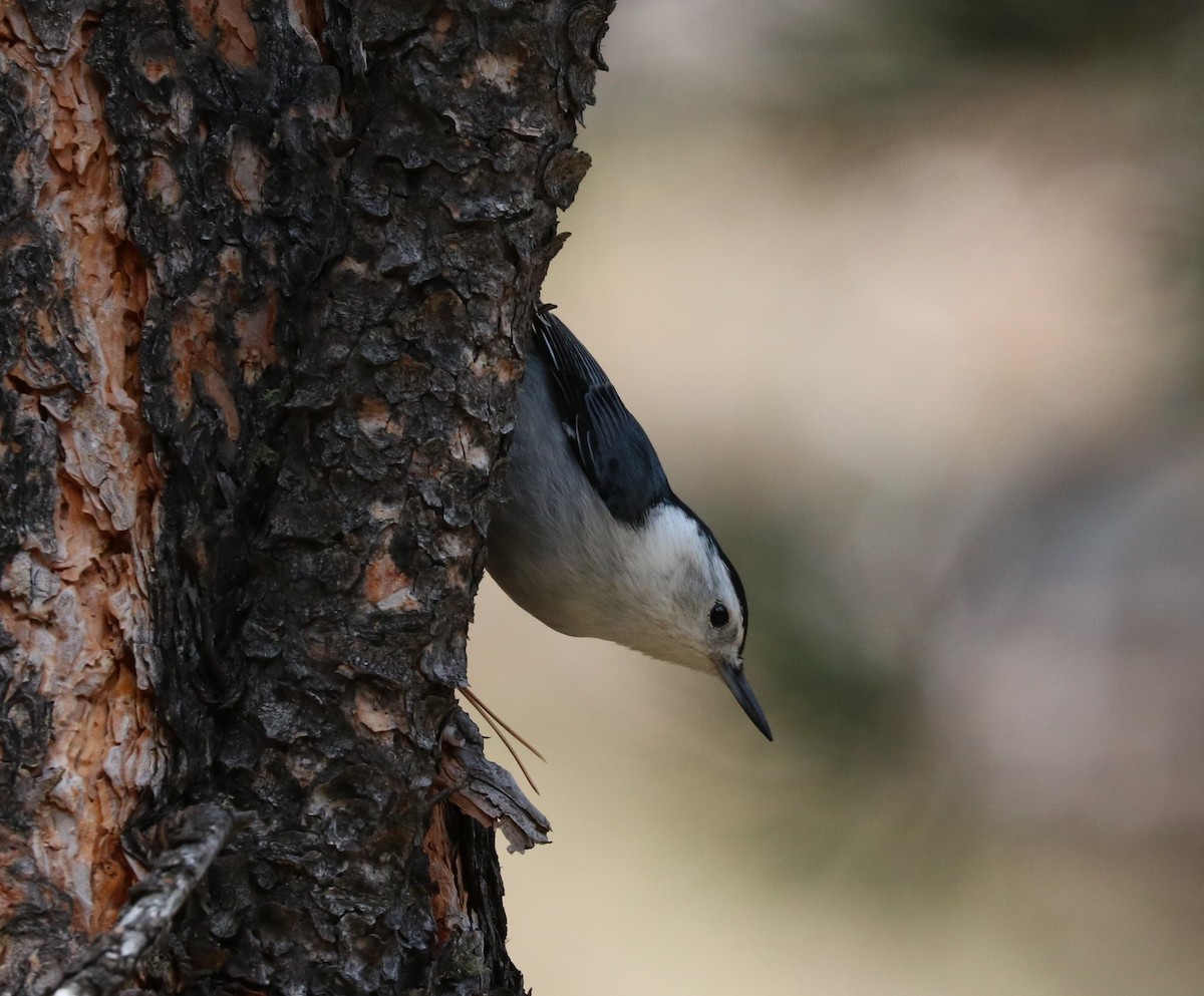 White-breasted Nuthatch - ML619791150