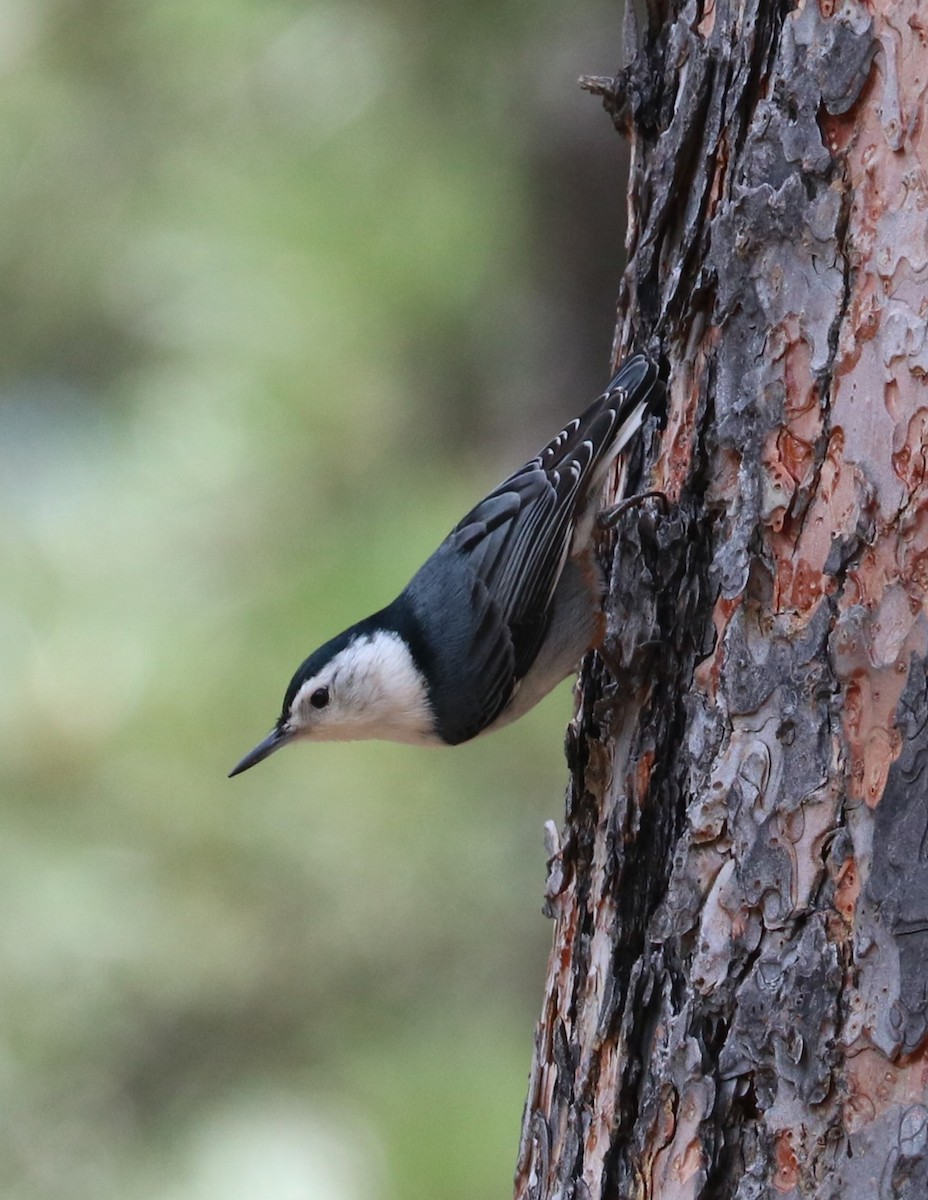 White-breasted Nuthatch - ML619791151